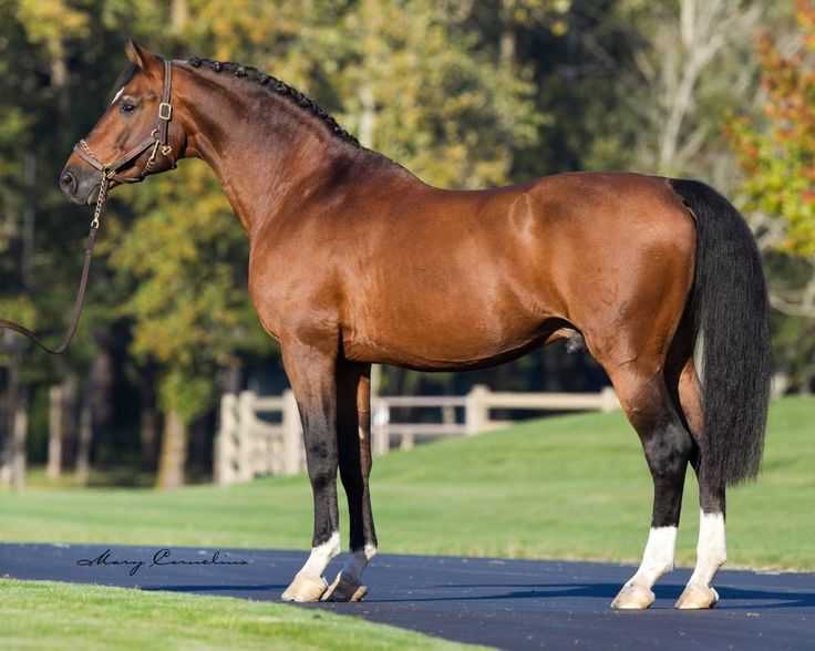 Тинкер (цыганская упряжная лошадь, ирландский коб): описание породы с фото, условия содержания