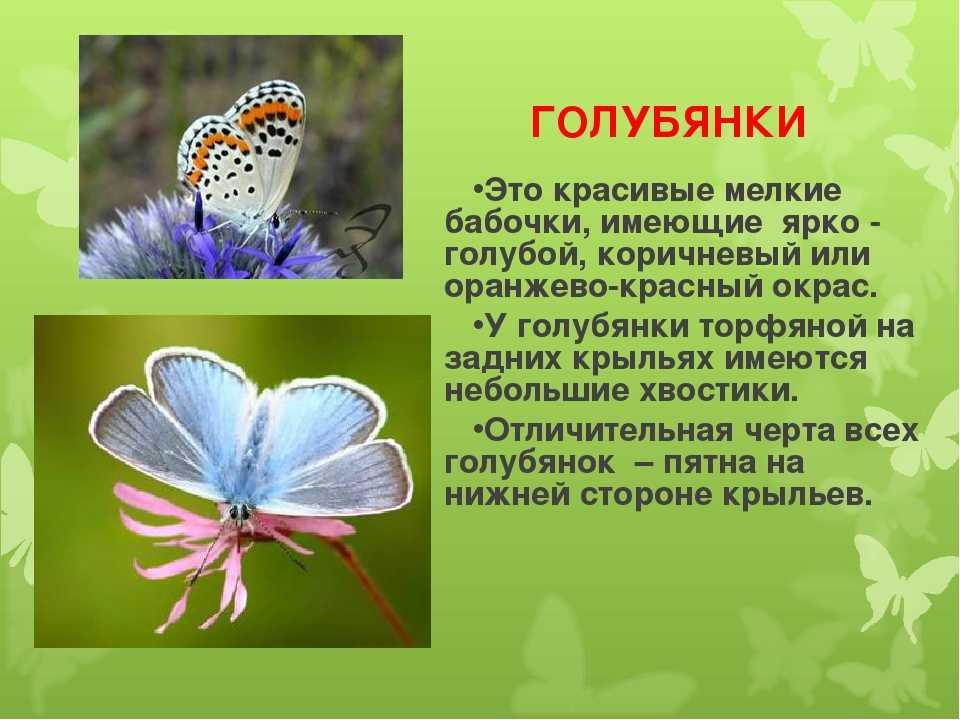 Интересные факты о бабочках: топ-10