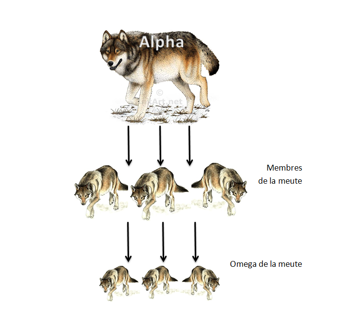 Как строится иерархическая психология собак и как складываются отношения между различными членами стаи; влияет ли это на отношения с человеком