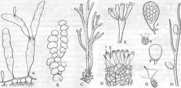 Pinnularia  - pinnularia - abcdef.wiki