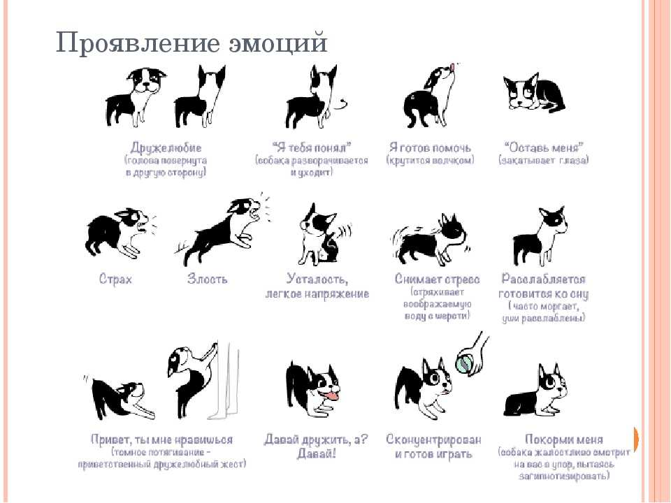 Язык собак: как понять питомца по глазам, жестам, поведению, лаю | ваши питомцы