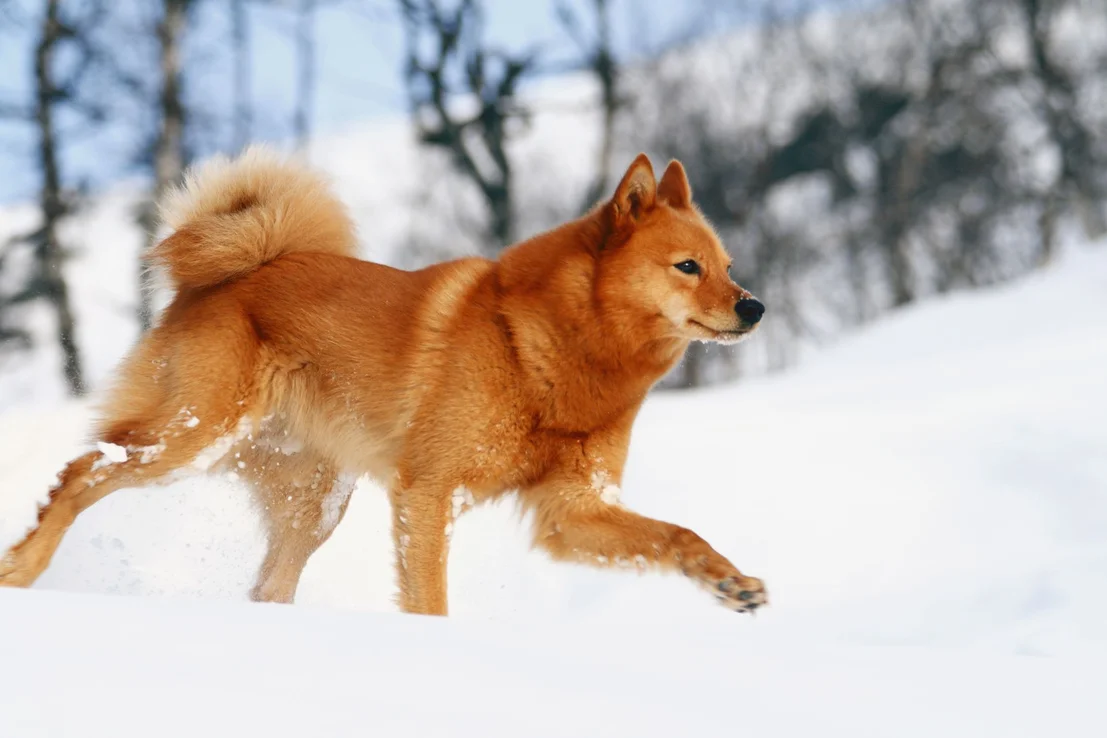 Породы рыжих собак. Карело-финская лайка. Каронолафинская лайка. Каралеофинская лайка. Еарилрфиеская лайка.