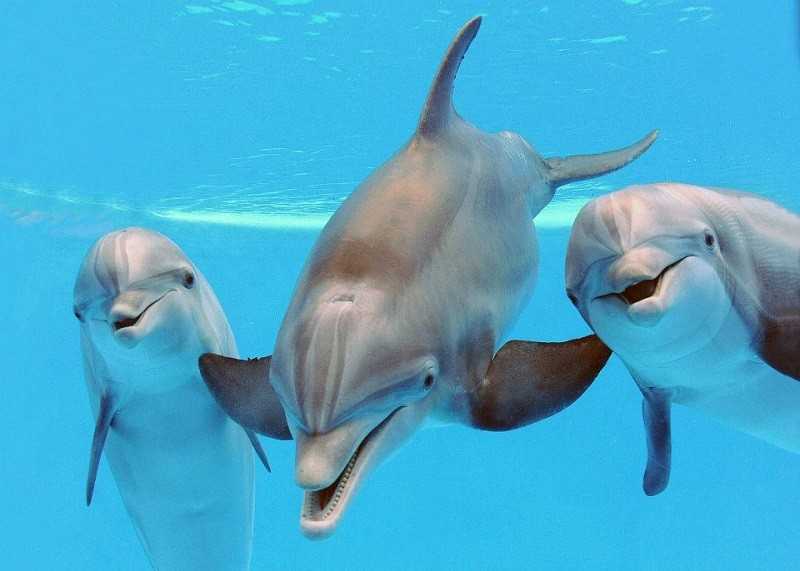 Сообщение о дельфине  описание млекопитающего, характеристика