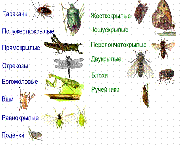 Отряды насекомых. Представители насекомых. Отряды насекомых Прямокрылые и Двукрылые. Отряды насекомых Прямокрылые.