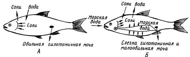 Виды рыб класса костные рыбы