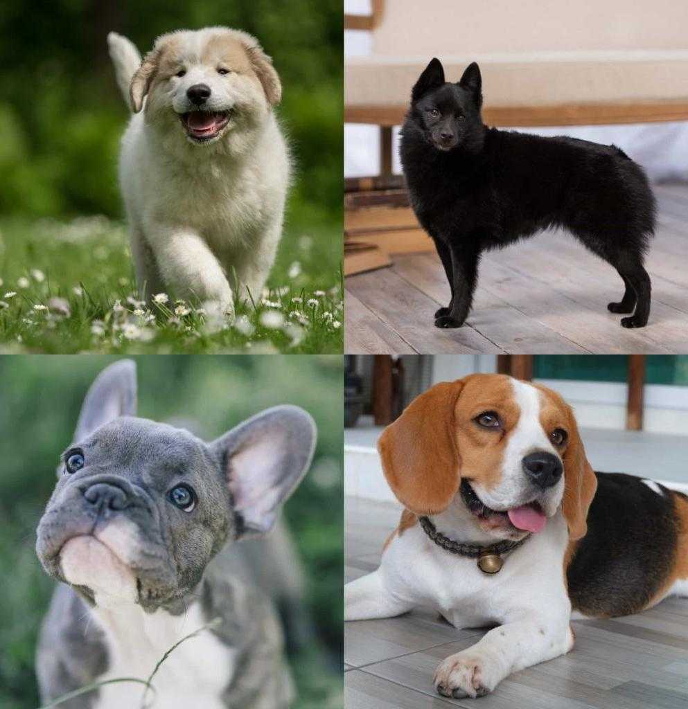 Разные породы собак и их названия и фото