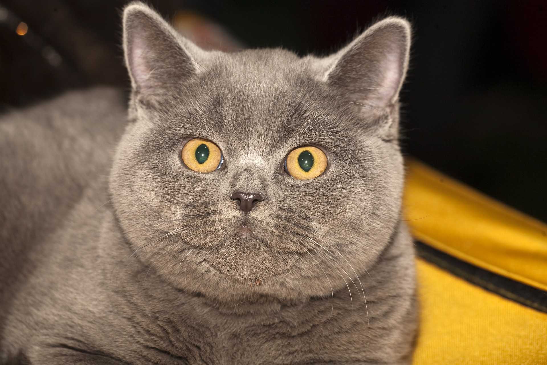 Такие разные и прекрасные британские кошки: разбираем окрасы