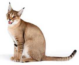 Абиссинская кошка: происхождение породы, стандарты внешнего вида, особенности характера, правила ухода и кормления, выбор котенка, фото