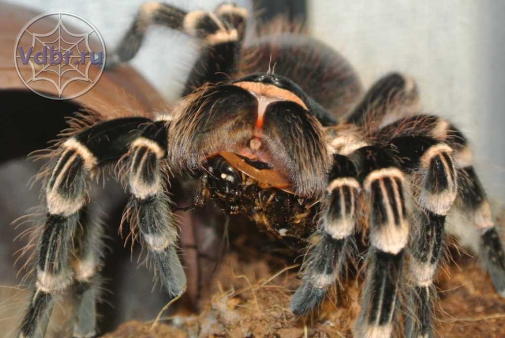 Чем кормить домашнего паука