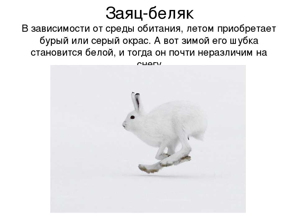 Многие думают что заяц впр. Заяц Беляк среда Оби. Черты приспособленности зайца беляка. Заяц Беляк среда обитания. Заяц Беляк приспособление к среде.