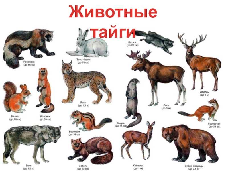 10 самых редких животных на земле – zagge.ru