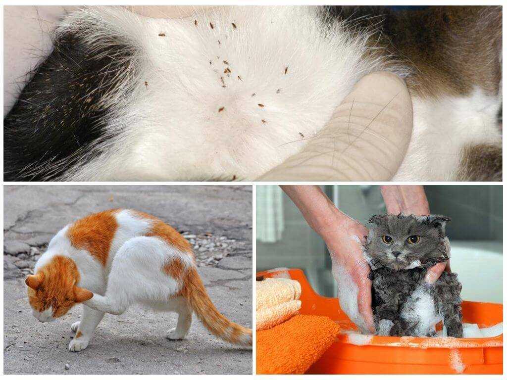 Блохи у котят 1-2 месяца - как вывести блох у котенка (капли от блох) | нвп «астрафарм»