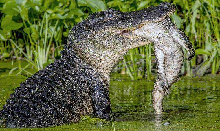 Крокодилы и аллигаторы - виды, названия, фото и описание, видео, питание и размножение