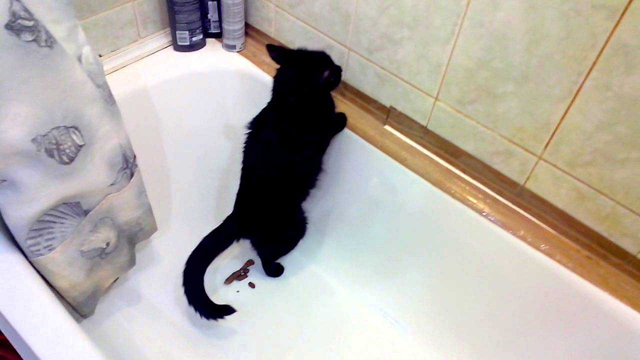 Кот не ходит в туалет: когда начинать волноваться