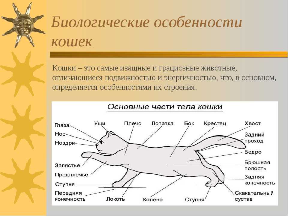 Анатомия кошки: особенности внутренних органов