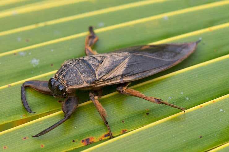 Водомерка насекомое. образ жизни и среда обитания водомерки | животный мир