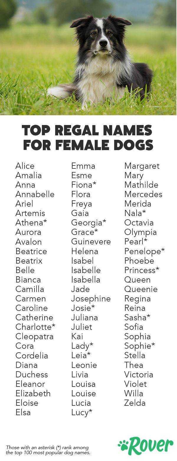 Смешные и красивые клички для собак: имена для разных пород и размеров