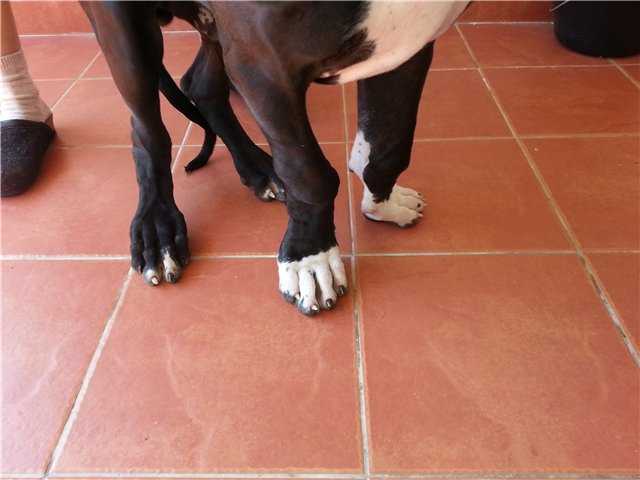 Рахит у собак и щенков – признаки и симптомы, лечение и профилактика 2022