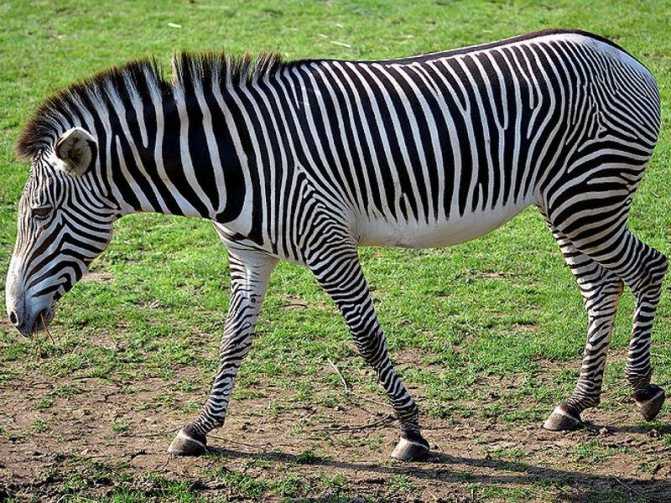 35 интересных фактов о зебрах