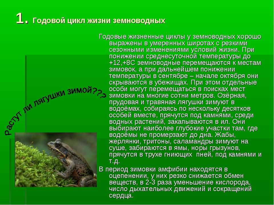 Урок 13: земноводные или амфибии - 100urokov.ru