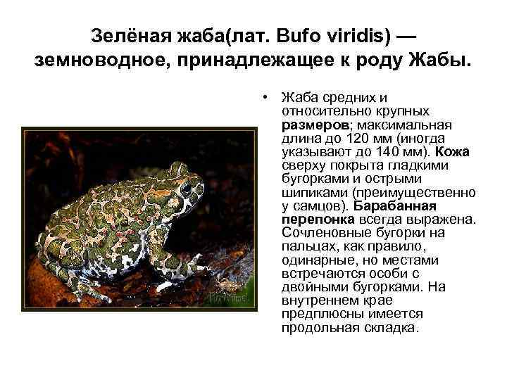 Жаба, содержание, жаба-ага, фото, размножение