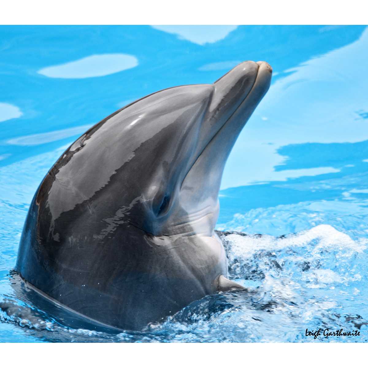 Черноморский дельфин-белобочка