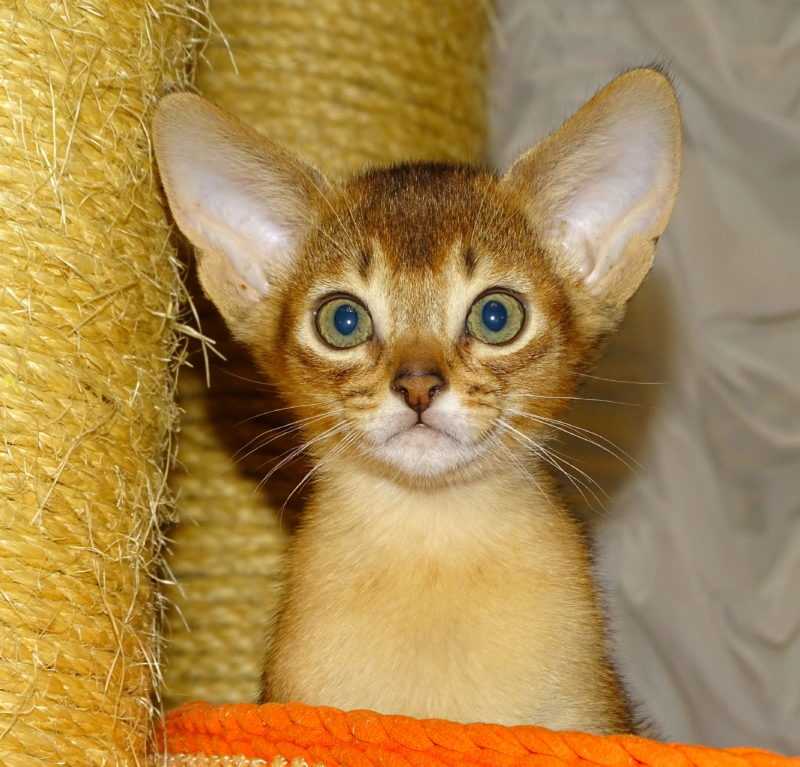 Абиссинский котенок москва
