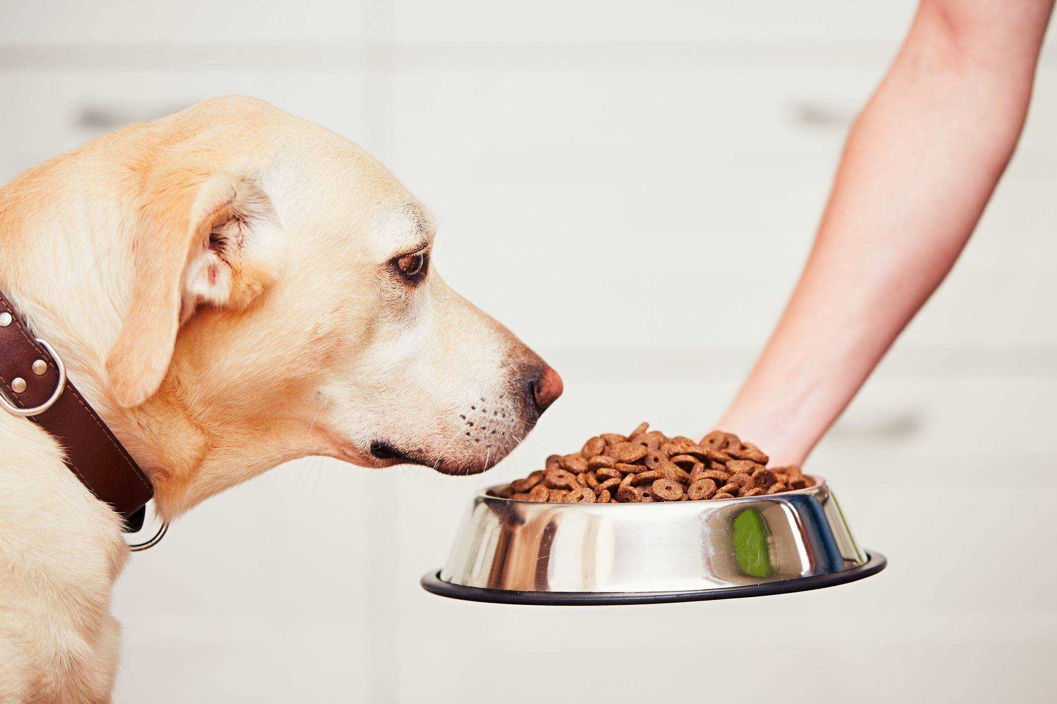 Неправильное питание собак: распространённые ошибки владельцев