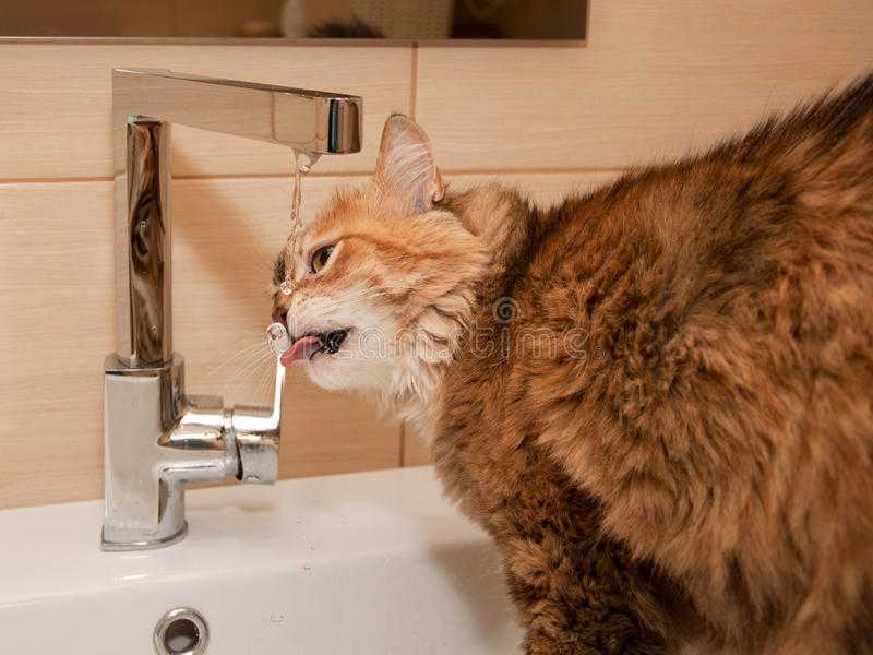 Почему кот отказывается от воды: причины, действия хозяина, нужно ли заставлять кошку пить воду