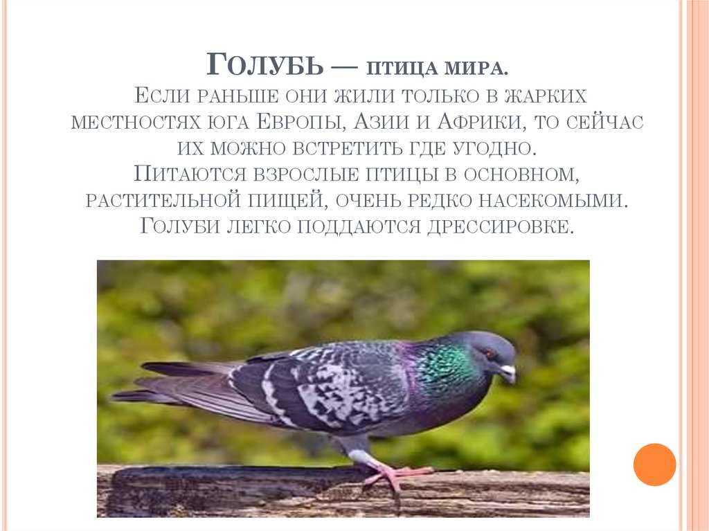 Все о сизом голубе: почему так называют, среда обитания и особенности вида