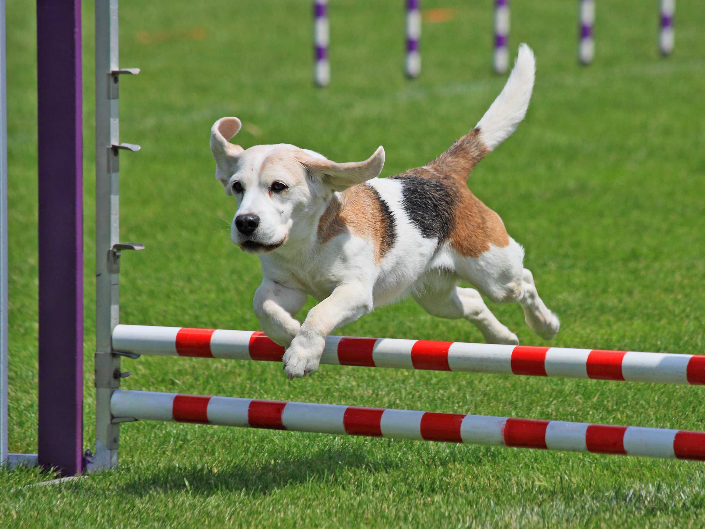 Аджилити для собак: правила и условия участия, уровни сложности в зависимости от препятствий и снарядов, подготовка собаки к аджилити