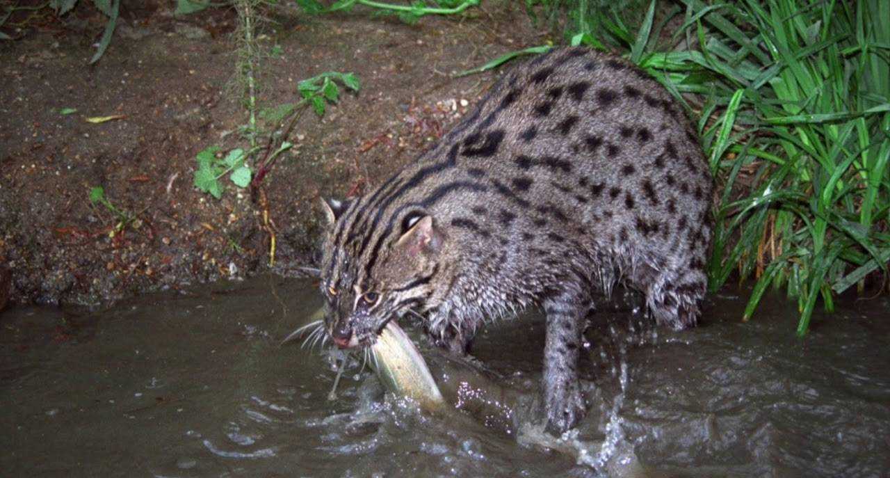 Кошка-рыболов или виверровый кот: 25+ фото, описание, содержание в неволе