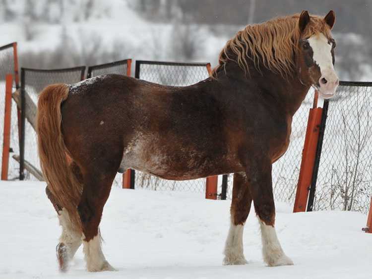 Торийская лошадь - тягловая порода лошадей, выведенная в Эстонии Торийская лошадь сочетает в себе выносливость и хорошую тягловую силу, она неприхотлива в кормлении, отличается долголетием и высокой плодовитостью Это очень качественная упряжная лошадь для