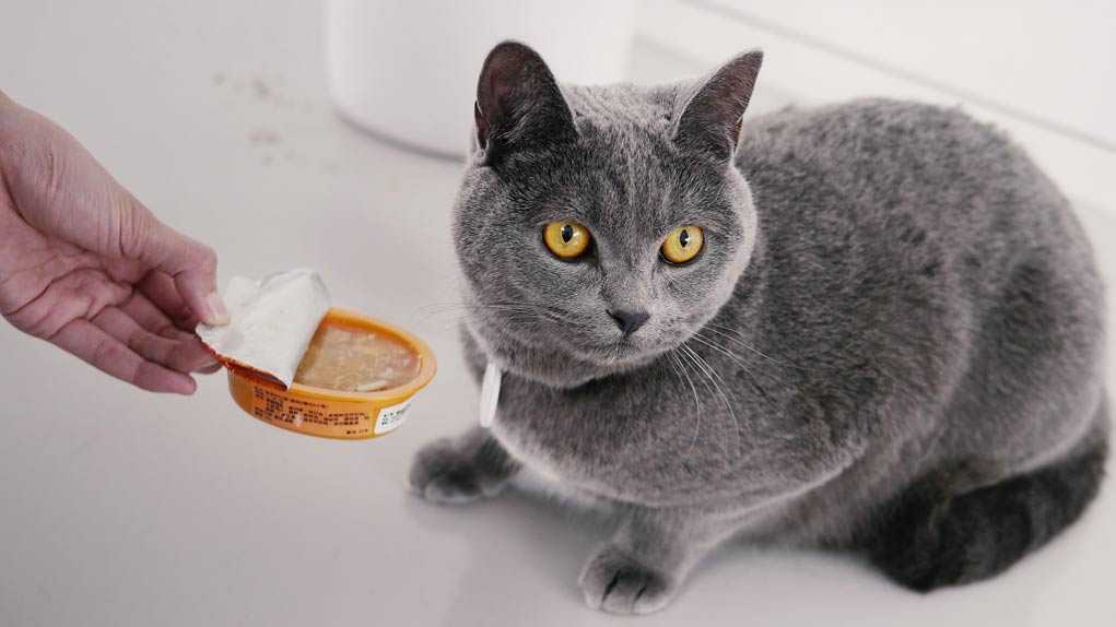 Как кормить кошек британской породы в домашних условиях: рацион и выбор корма, советы ветеринаров