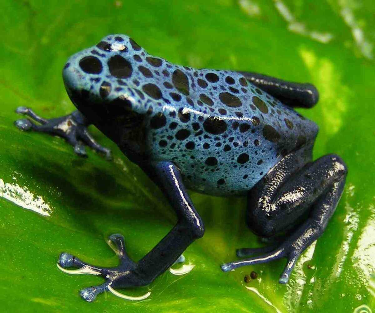 Жаба животное. описание, особенности, виды, образ жизни и среда обитания жабы
