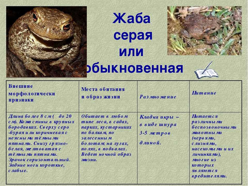 Лягушка и жаба: это земноводные или пресмыкающиеся, описание классов животных, отличия амфибий и рептилий