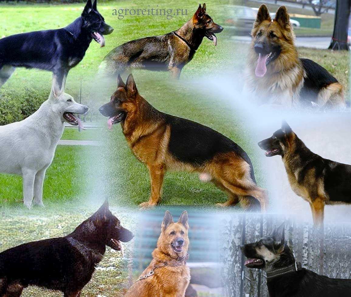 овчарки породы собак с фотографиями и названиями