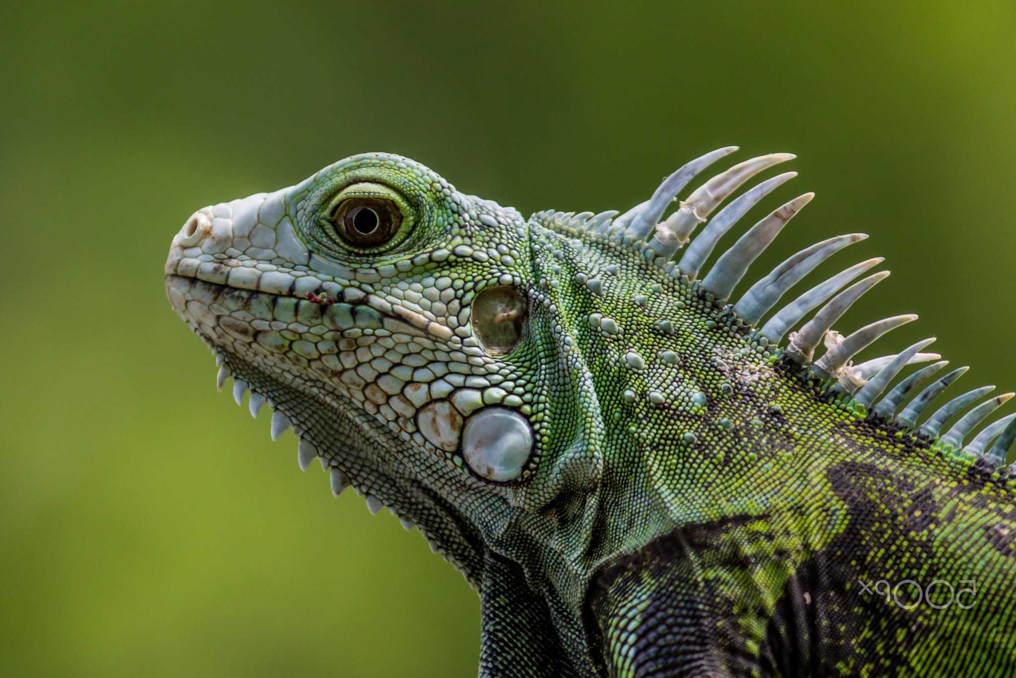 Рептилии ящерицы игуаны. Зелёная игуана третиё глаз. Чешуйчатые игуана зеленая позвоночные. Ящерицы крокодилы и хамелеоны.