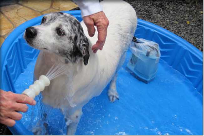 Обзор чудо-девайсов, помогающих помыть лапы собаке после прогулки