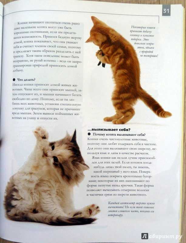 Как правильно воспитывать котенка? правила воспитания котят на petstory