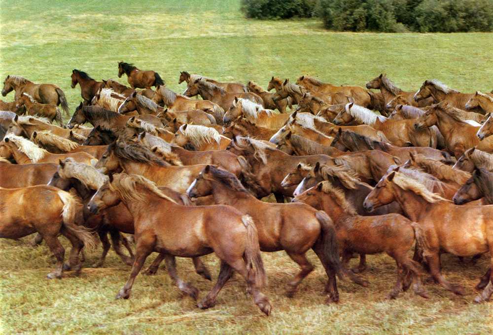 Средняя и максимальная скорость, которую развивает лошадь, разные типы лошадей: читаем по порядку