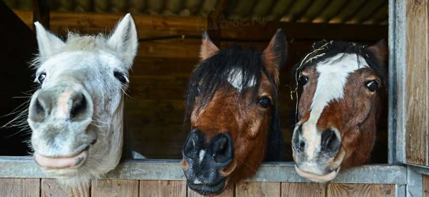 Клички и имена для лошадей: как можно назвать жеребенка, коня и кобылу