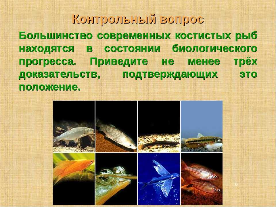 Виды находящихся в биологическом прогрессе. Большинство современных костистых рыб. Движение рыб. Костистые рыбы Прогресс или регресс. В чём проявляется биологический Прогресс у современных костистых рыб.