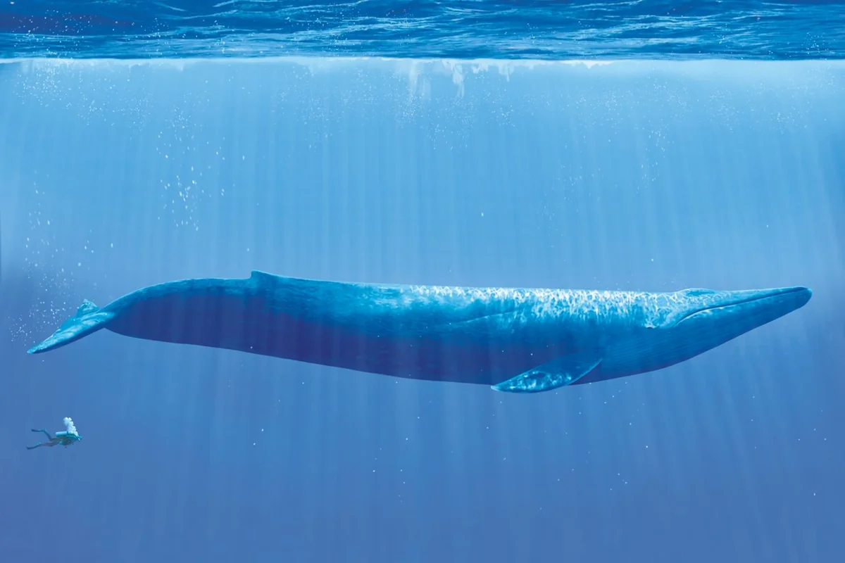Сколько длиной самый большой кит. Голубой кит Balaenoptera musculus. Голубой кит блювал. Синий кит (голубой кит). Голубой кит в Антарктиде.
