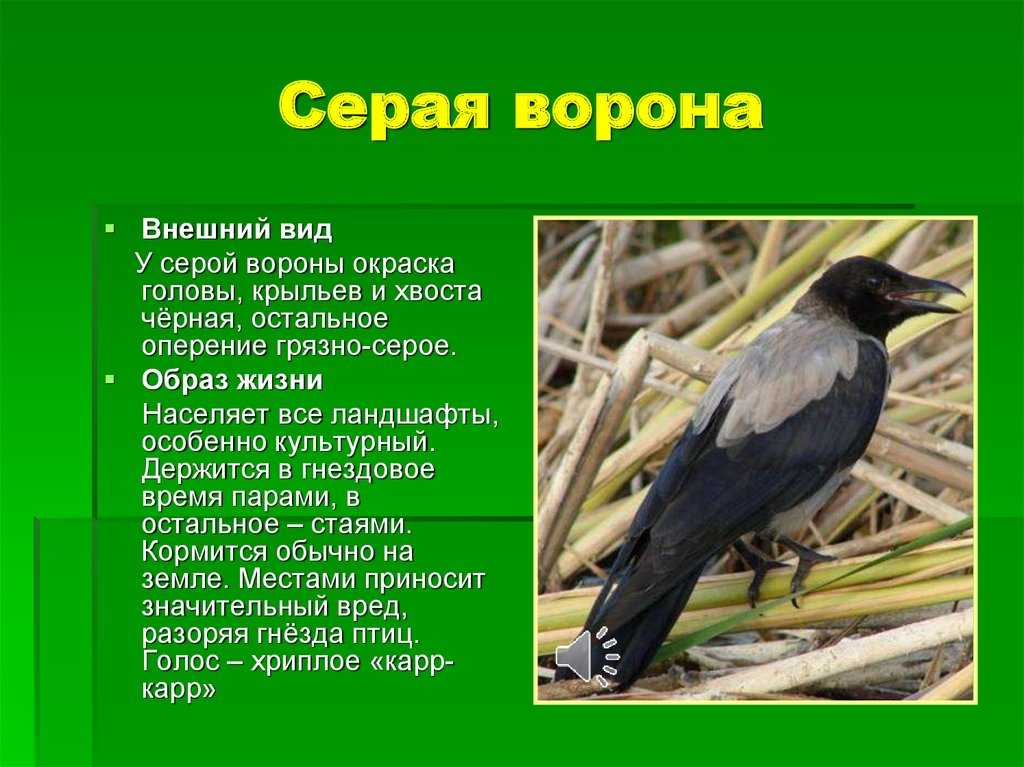 Серая ворона фото и описание