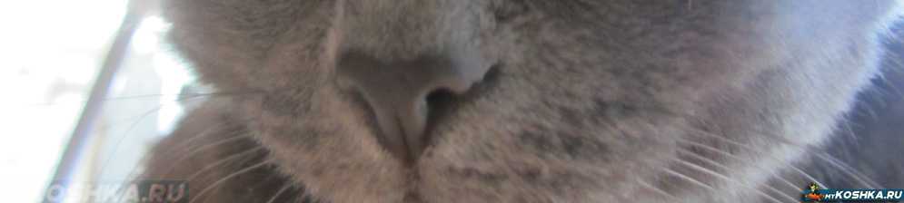 Сухой нос у кошки: когда это норма, а когда первый признак заболевания | ваши питомцы