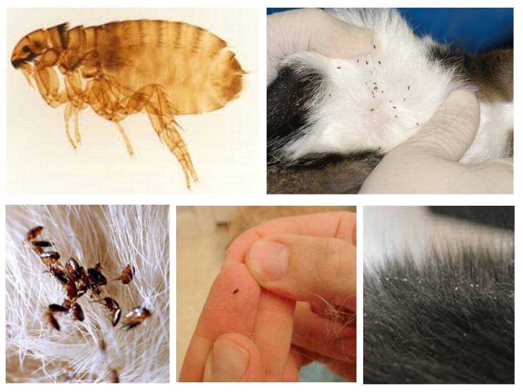 Какие народные средства помогут избавиться от блох у кошек и собак - дегтярное и дустовое мыло, полынь и другие варианты избавления питомцев от паразитов