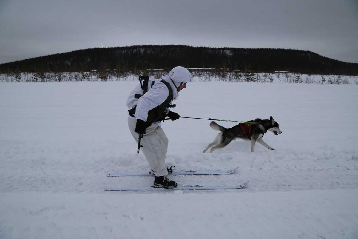 Буксировка лыжника выполняется одиночной собакой, имеющей в качестве снаряжения ездовую шлейку любой конструкции, но только с одним поводком, длиной не более 5 м, крепящимся к шлейке с верхней стороны