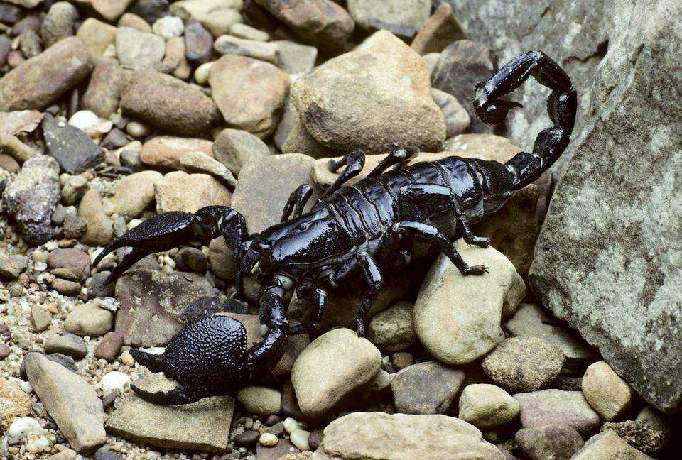 Скорпион – описание, виды, чем питается, где обитает, фото