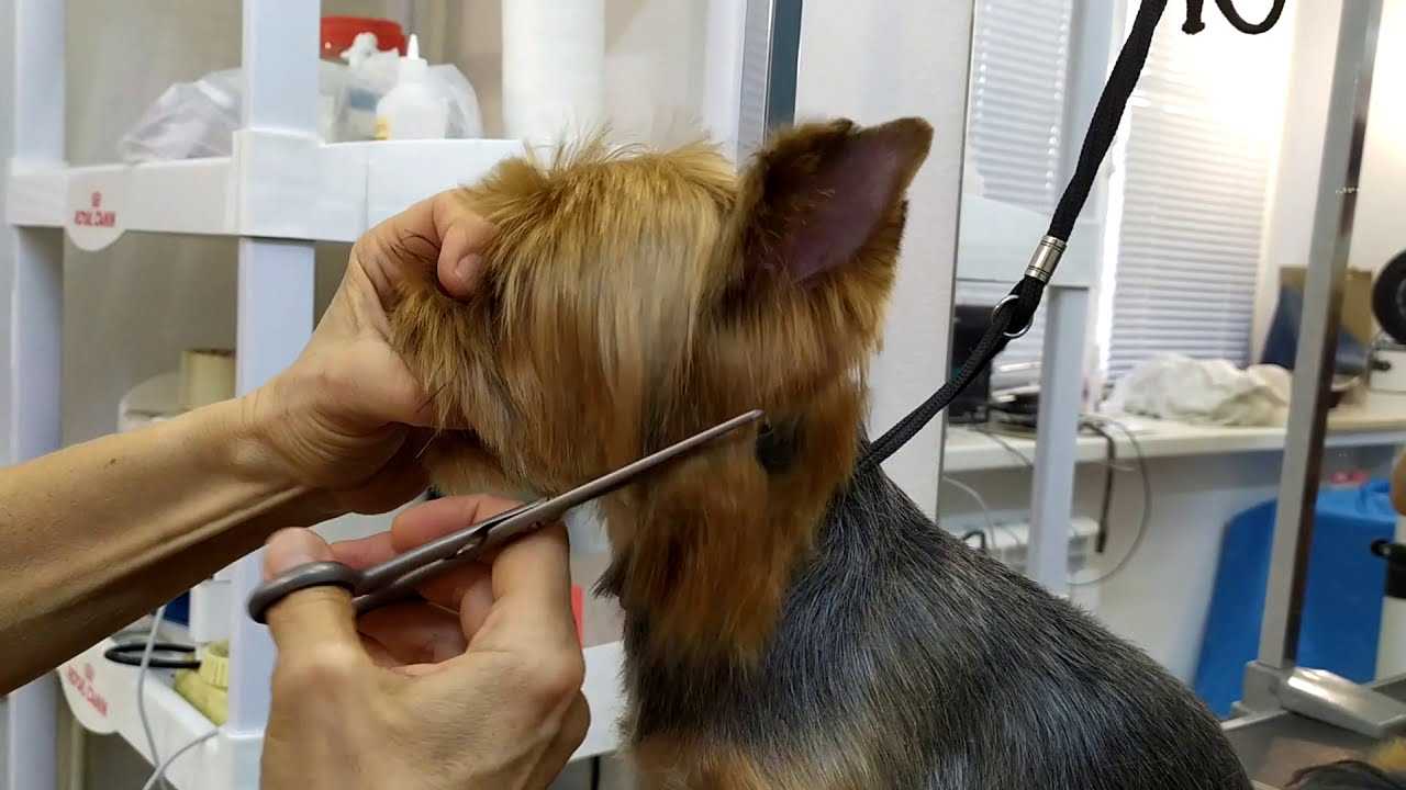 Как подстричь волосы в ушах у собаки